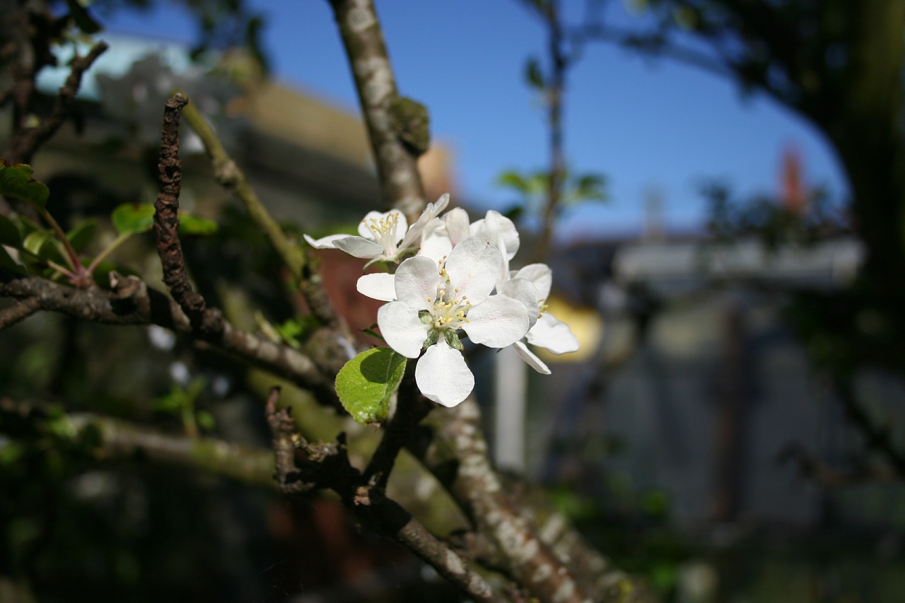 apple blossom tree free photo