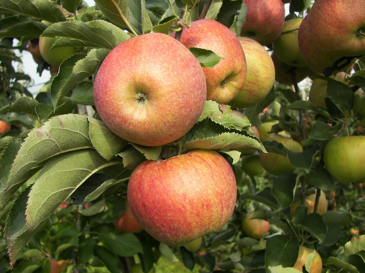 apple apple tree fruit free photo