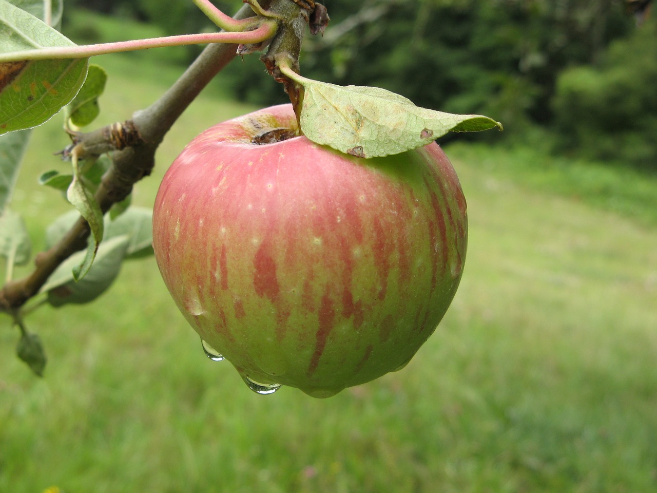 apple aubazine france free photo