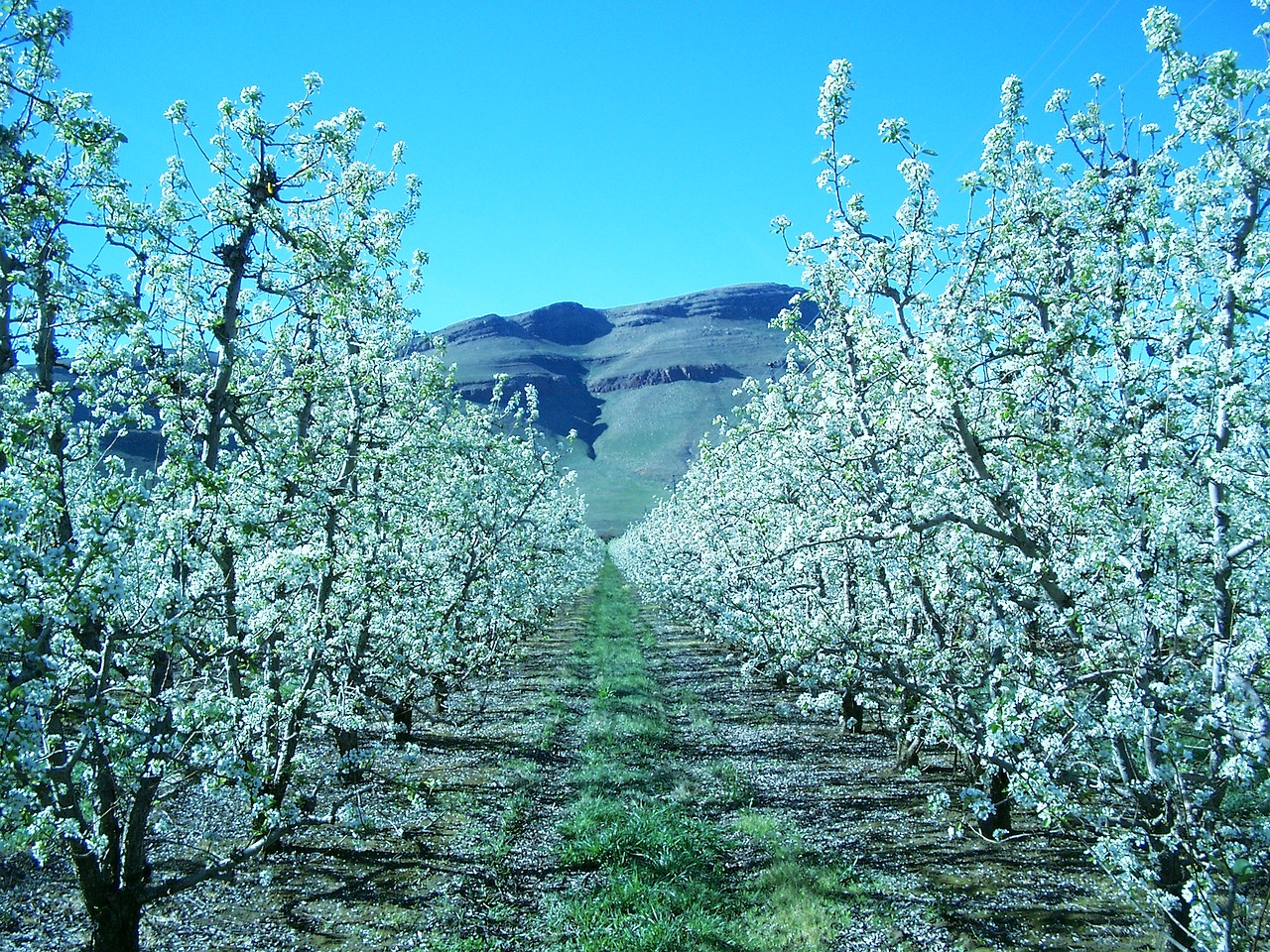 apple blossom orchard free photo