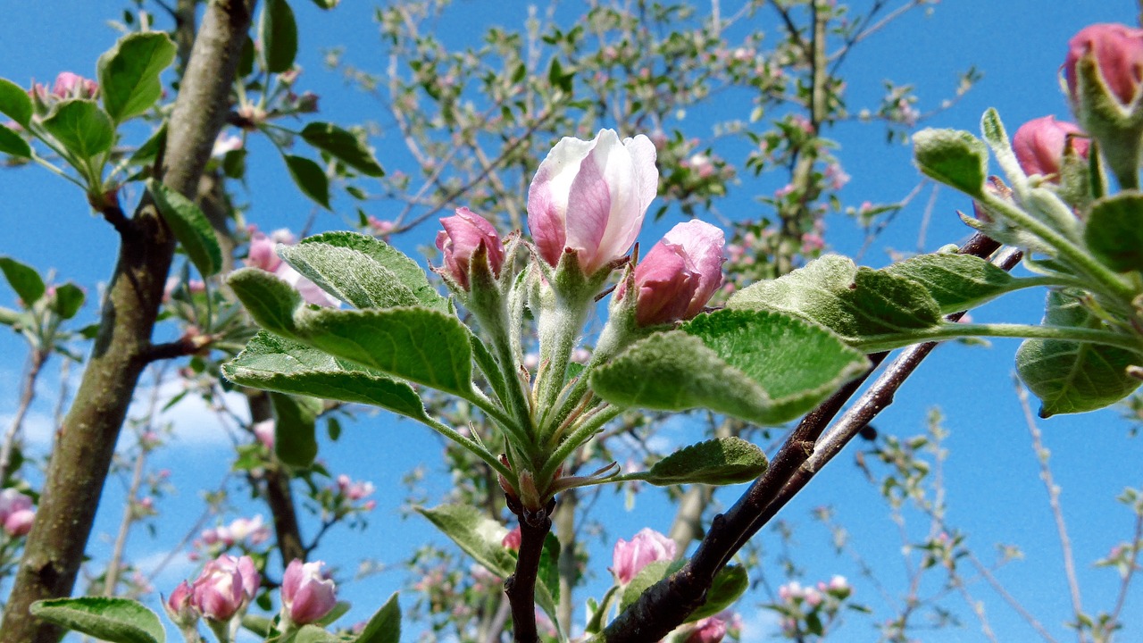 apple blossom bloom free photo