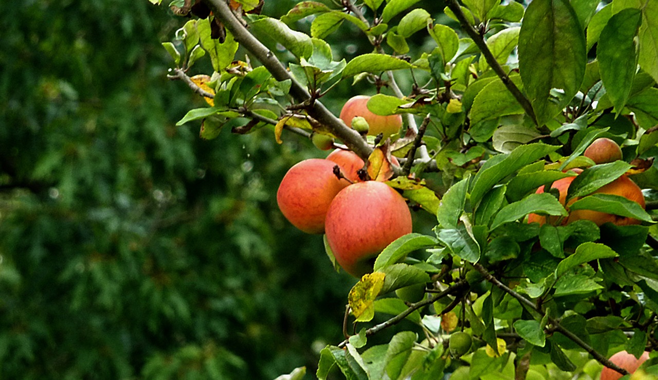 apple fruit vitamins free photo