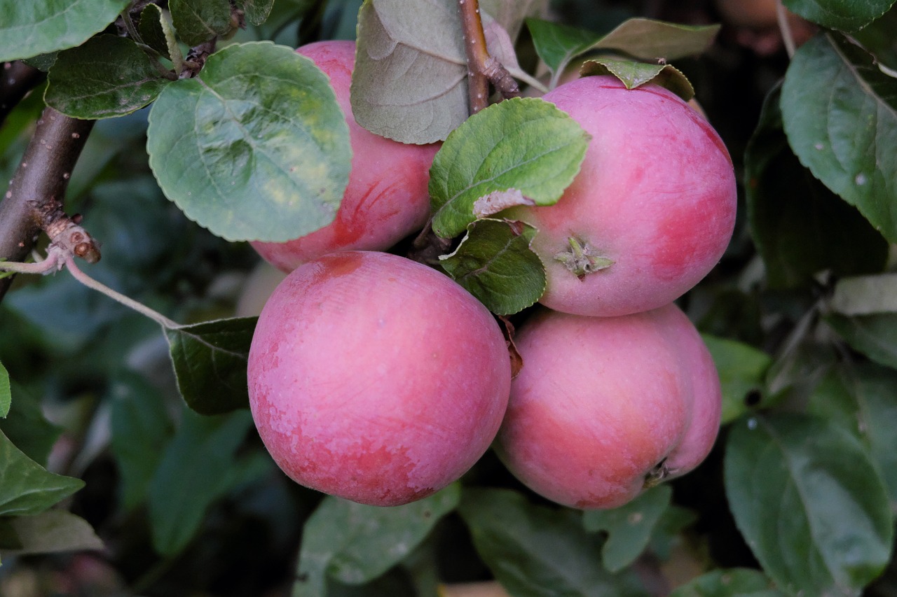 apple ripe closeup free photo