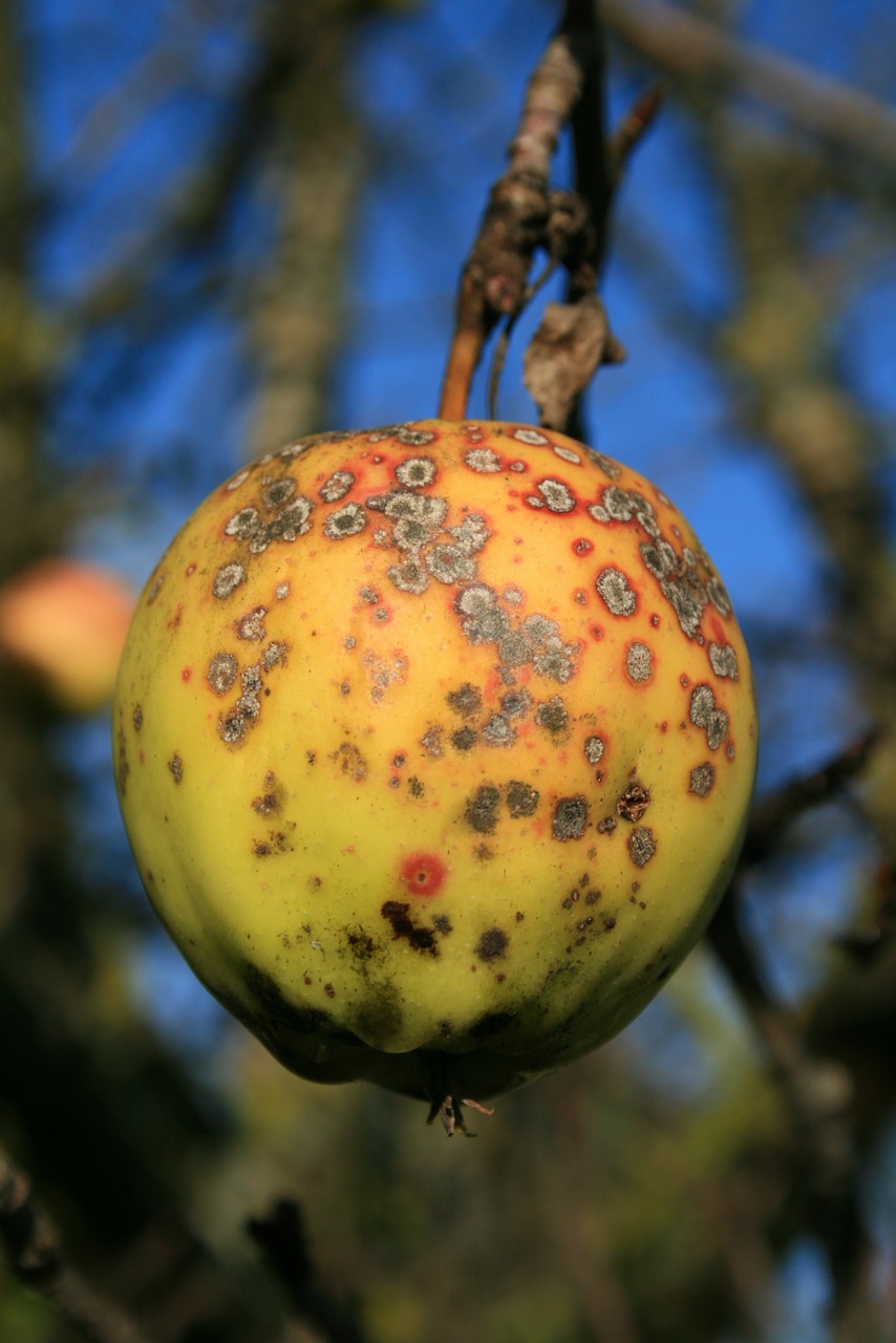 apple apple tree stainless free photo