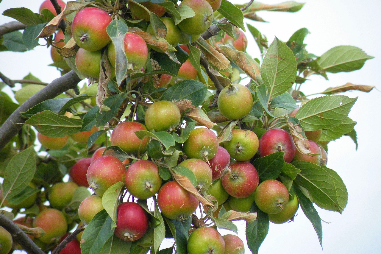 apple tree branch free photo