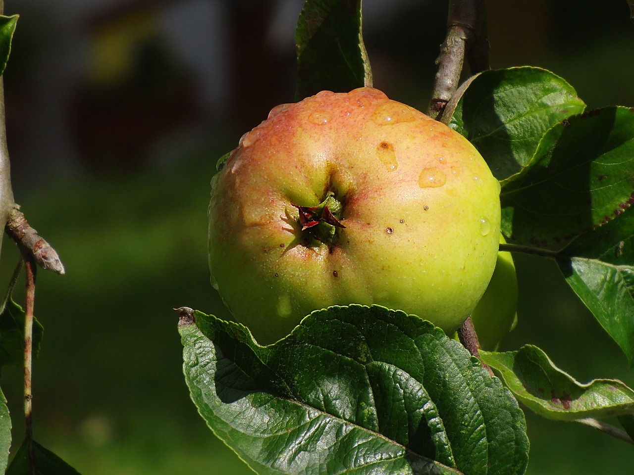 apple summer fruit free photo