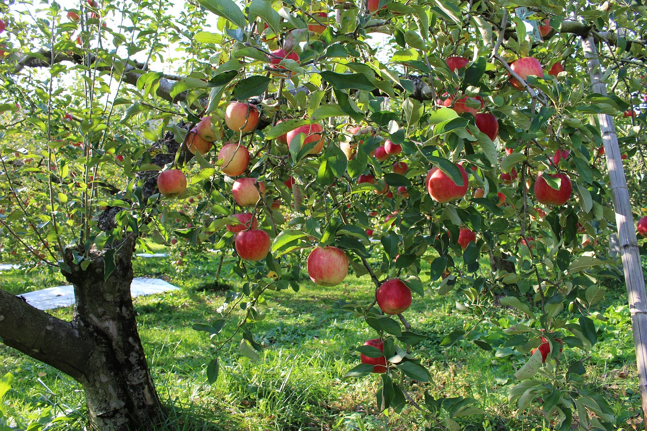 apple orchard fruit free photo