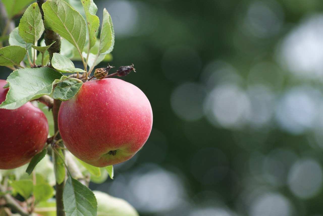 apple ripe fruit free photo