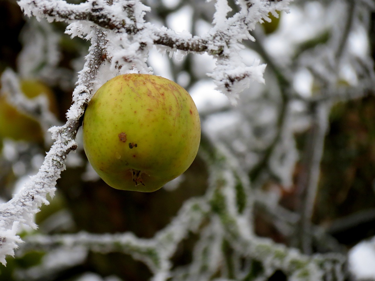 apple winter ripe free photo