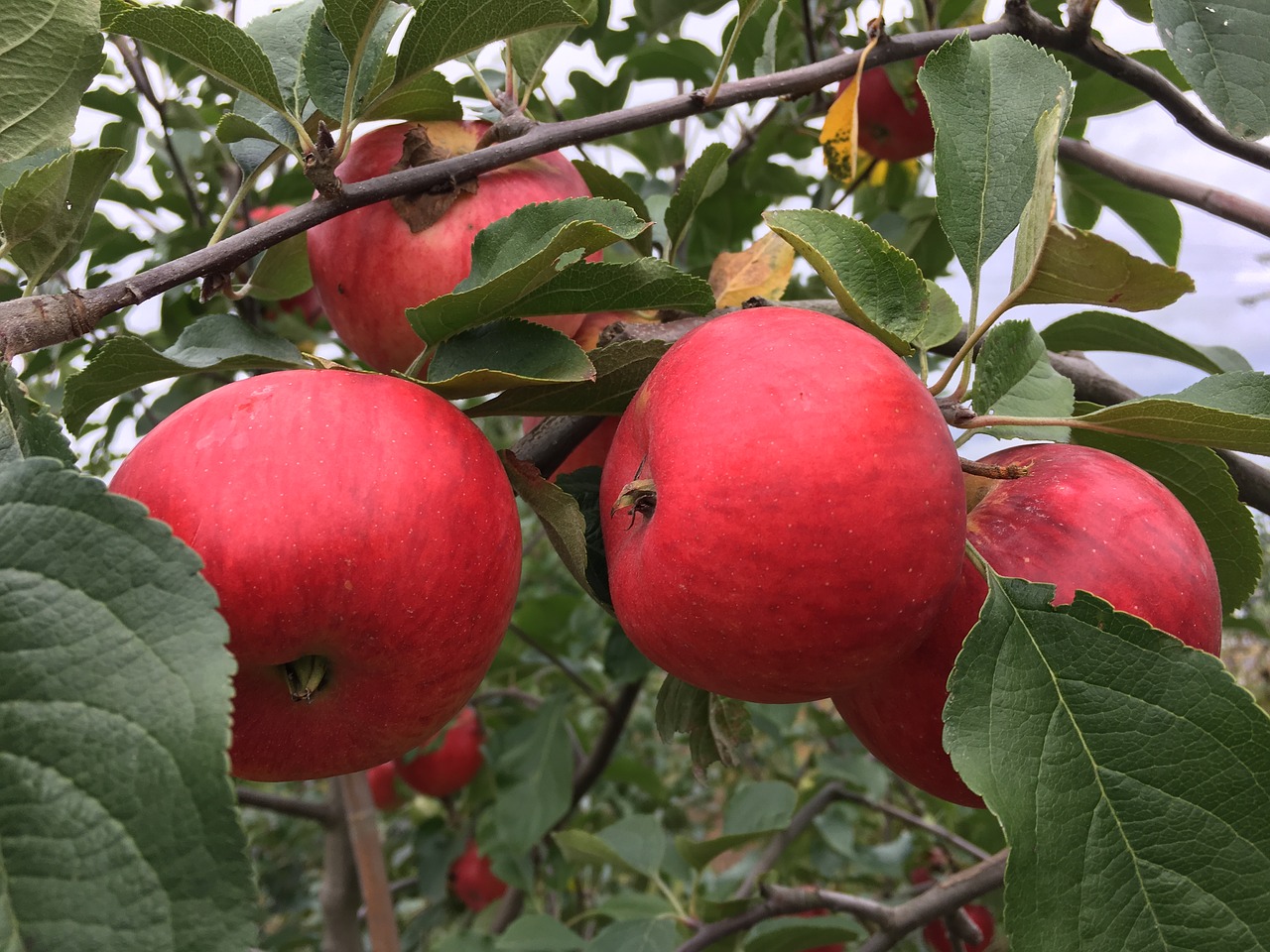 apple red apple tree free photo