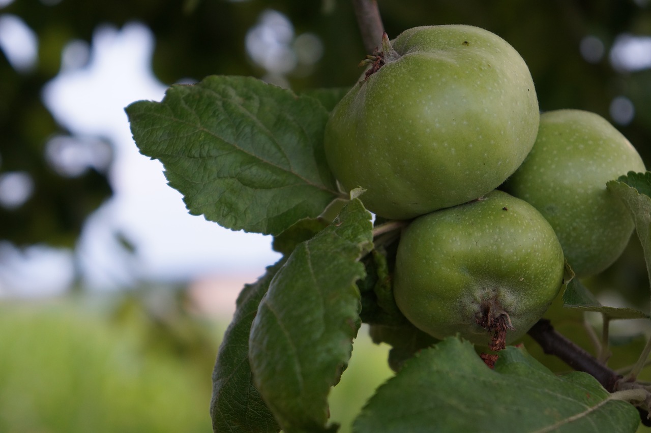 apple nature apple tree free photo