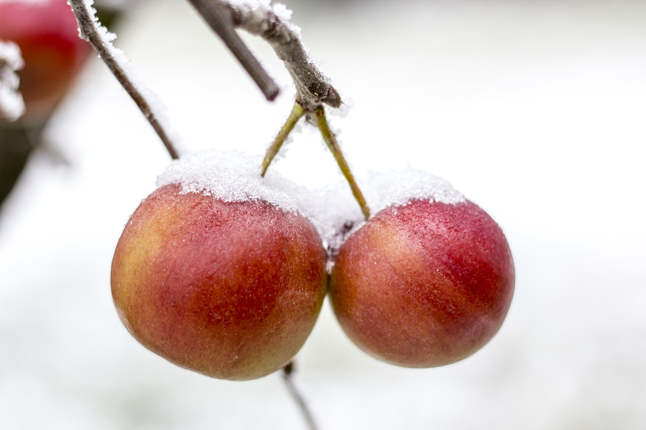 apple frost frozen free photo