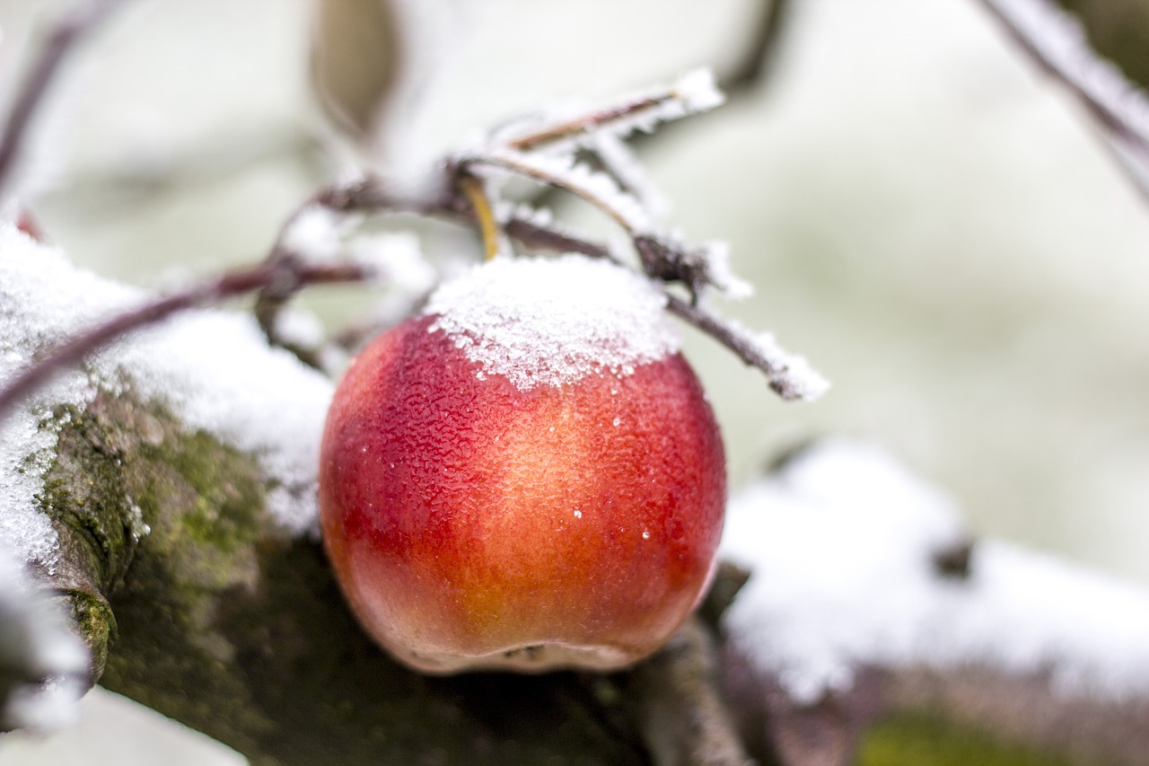 apple winter snow free photo