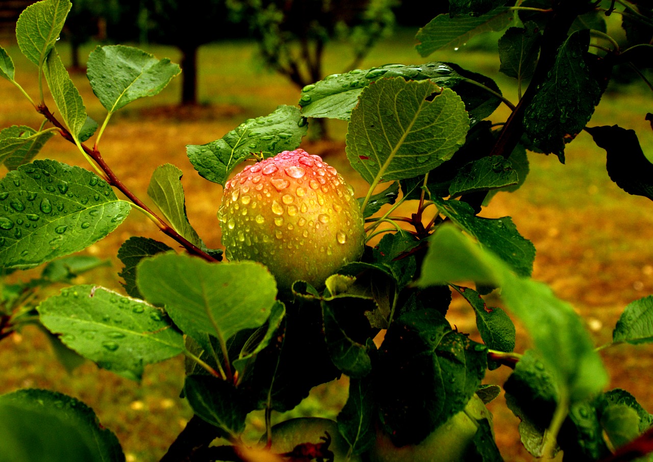 apple fruit rain free photo