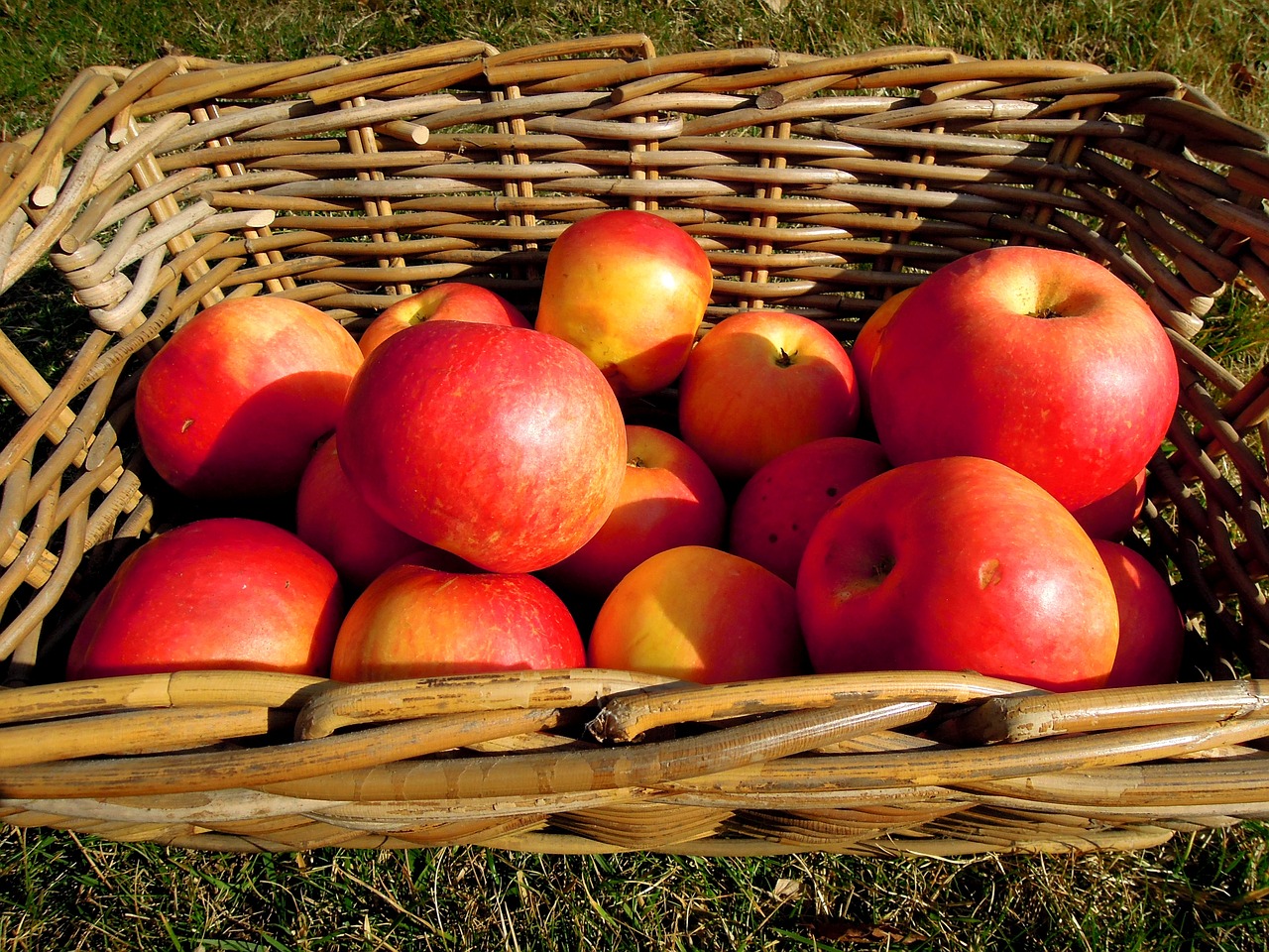 apple fruit basket free photo