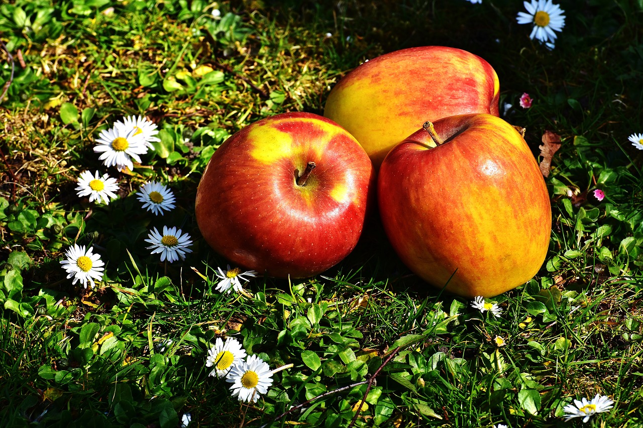 apple fruit ripe free photo