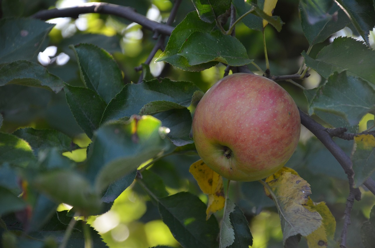 apple green green apple free photo