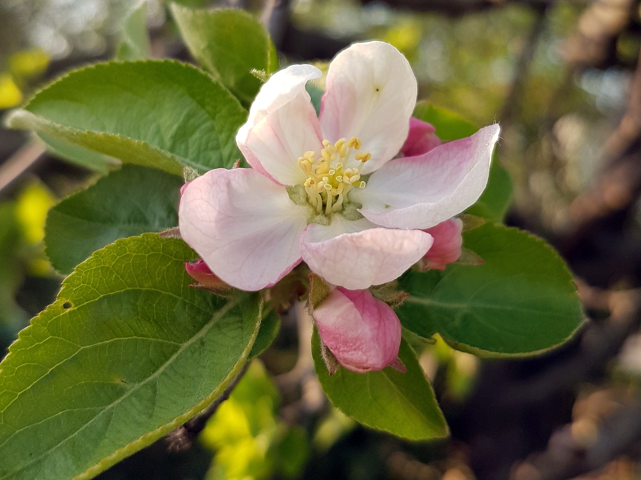 apple blossom nature free photo