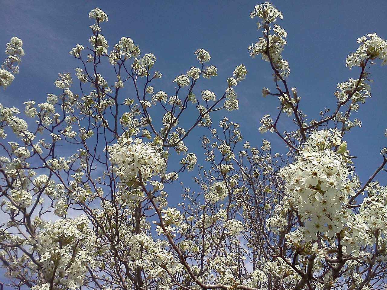 apple blossoms white free photo