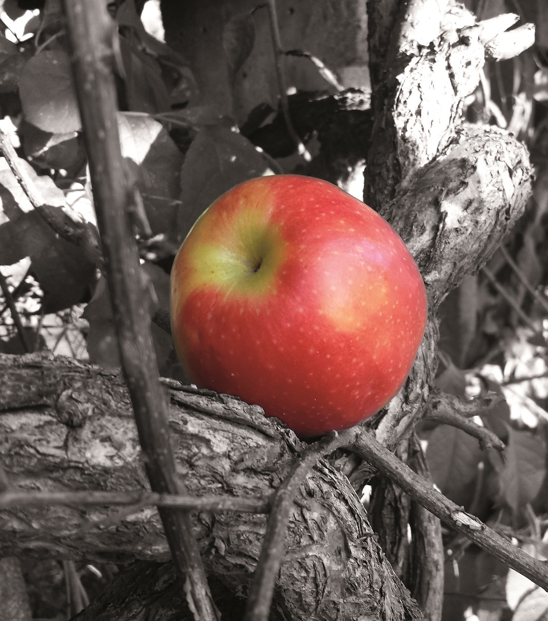 apple tree fruit free photo