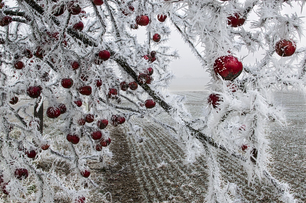 apple frozen on a tree free photo