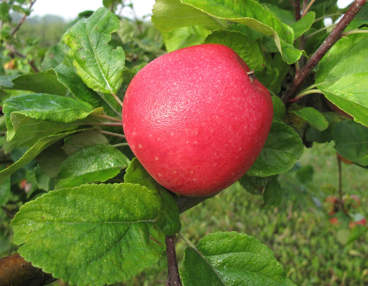 apple fruit red apple free photo