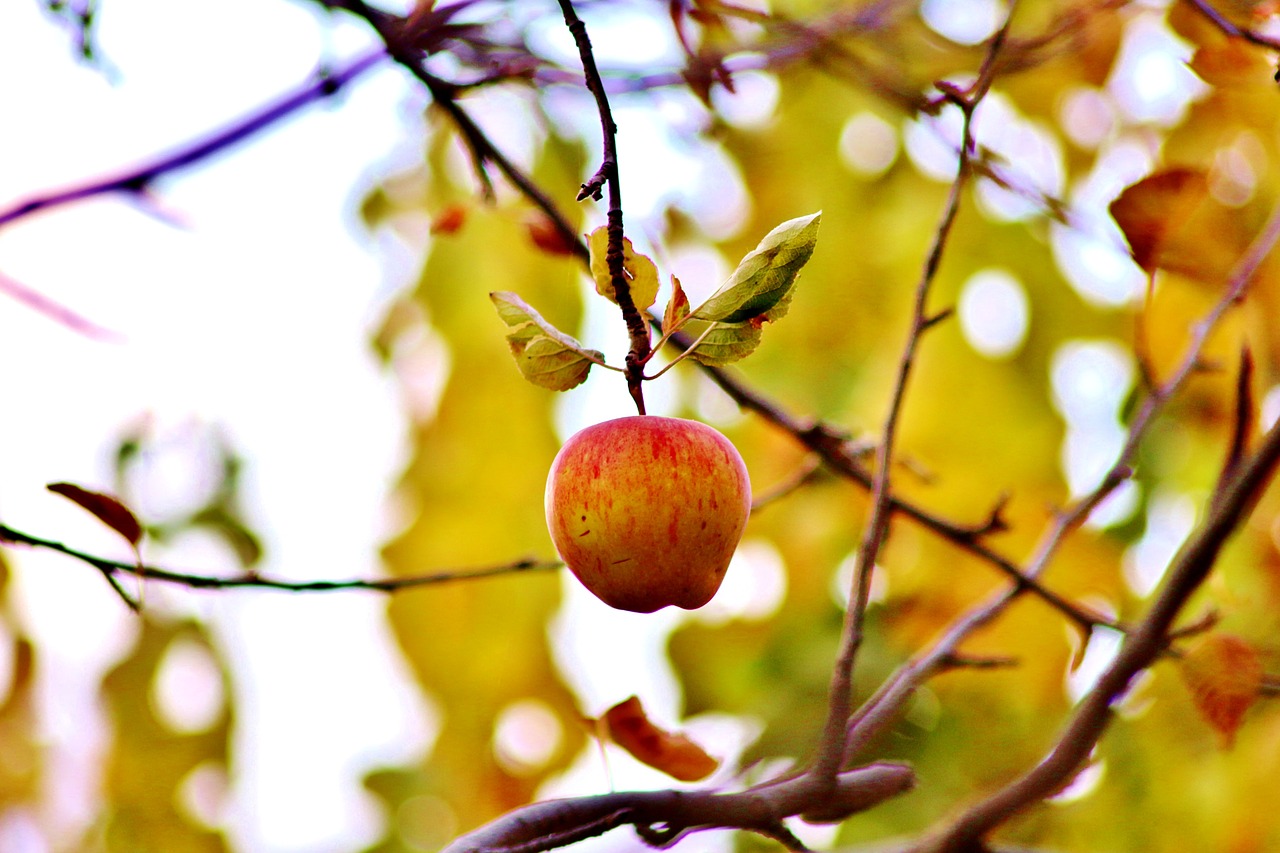 apple green red free photo