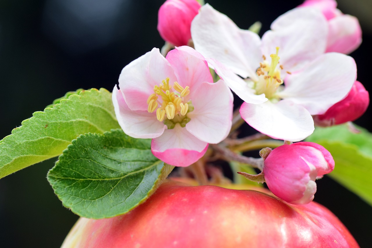 apple apple blossoms spring free photo