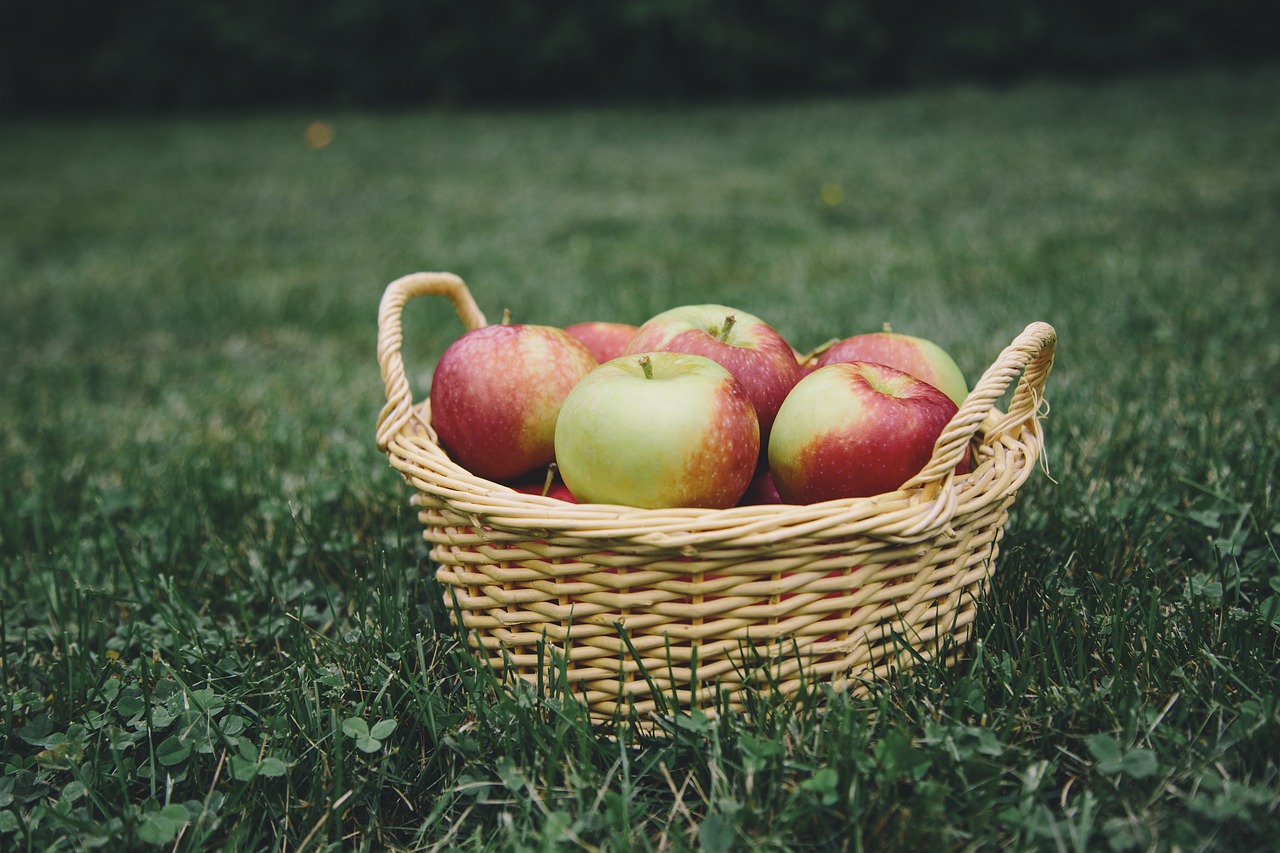 apple apples apple picking free photo