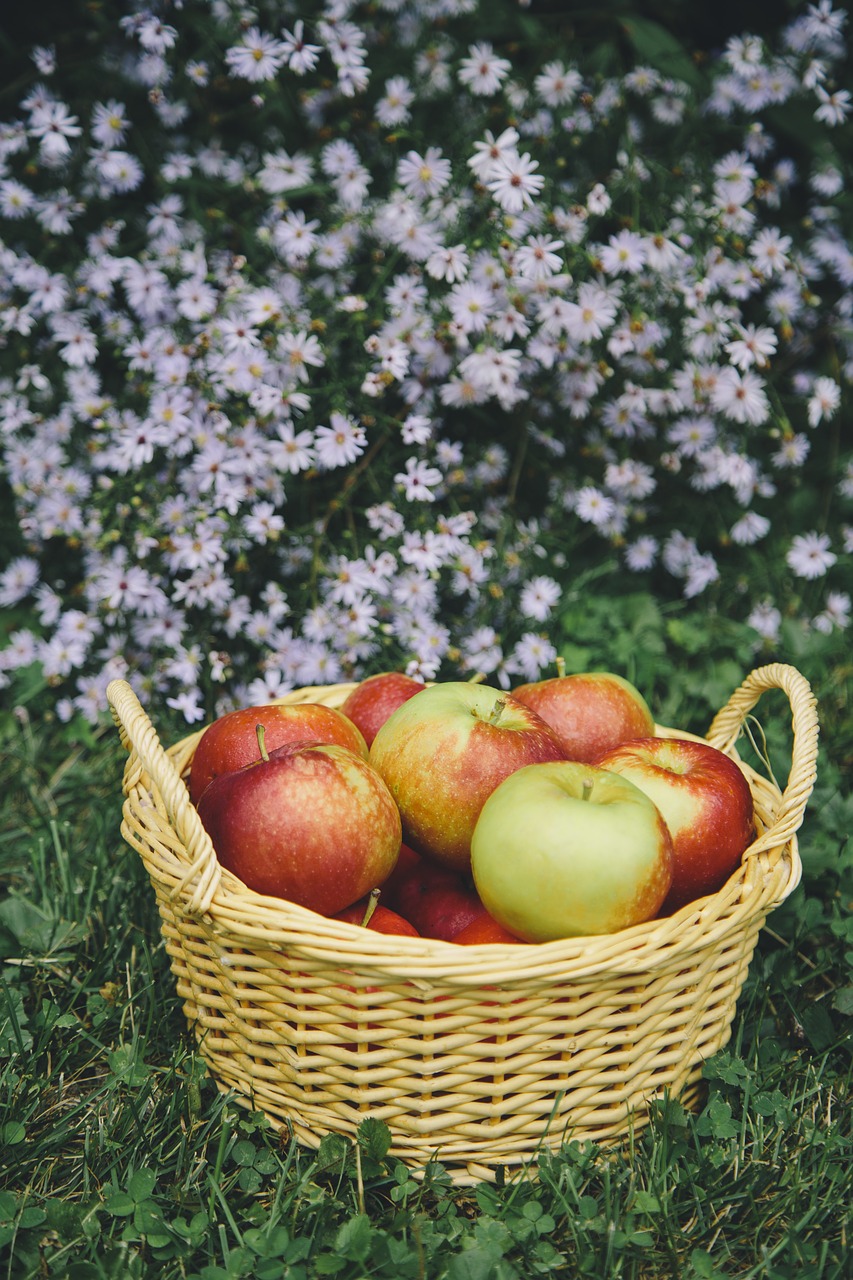 apple apples apple picking free photo