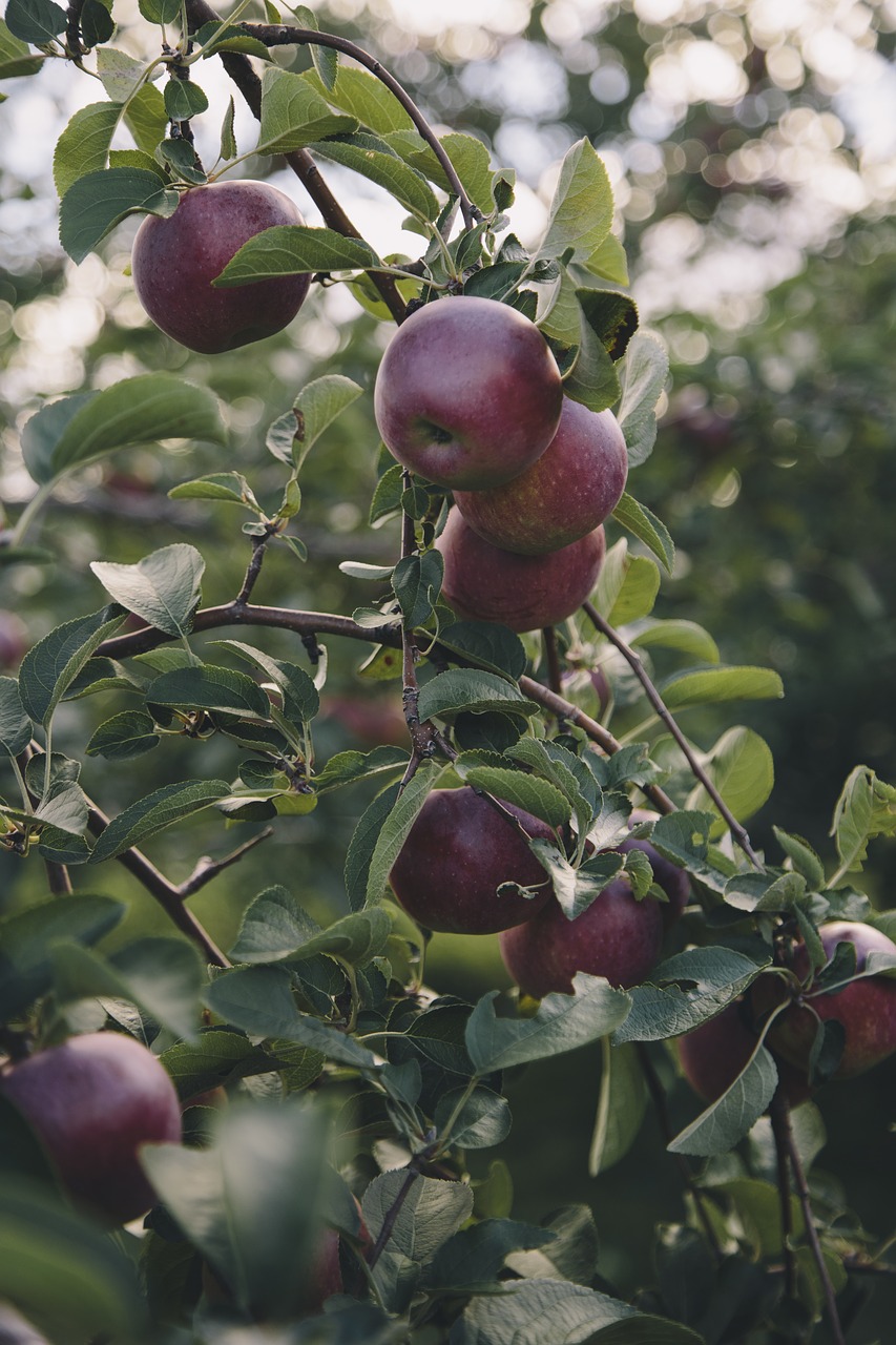 apple apple orchard apple tree free photo