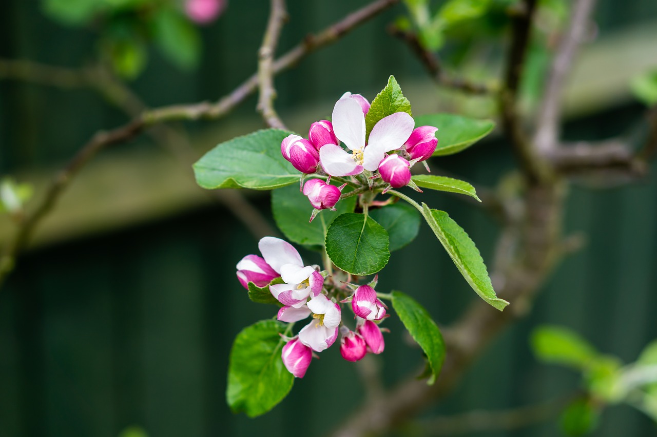 apple blossom garden free photo