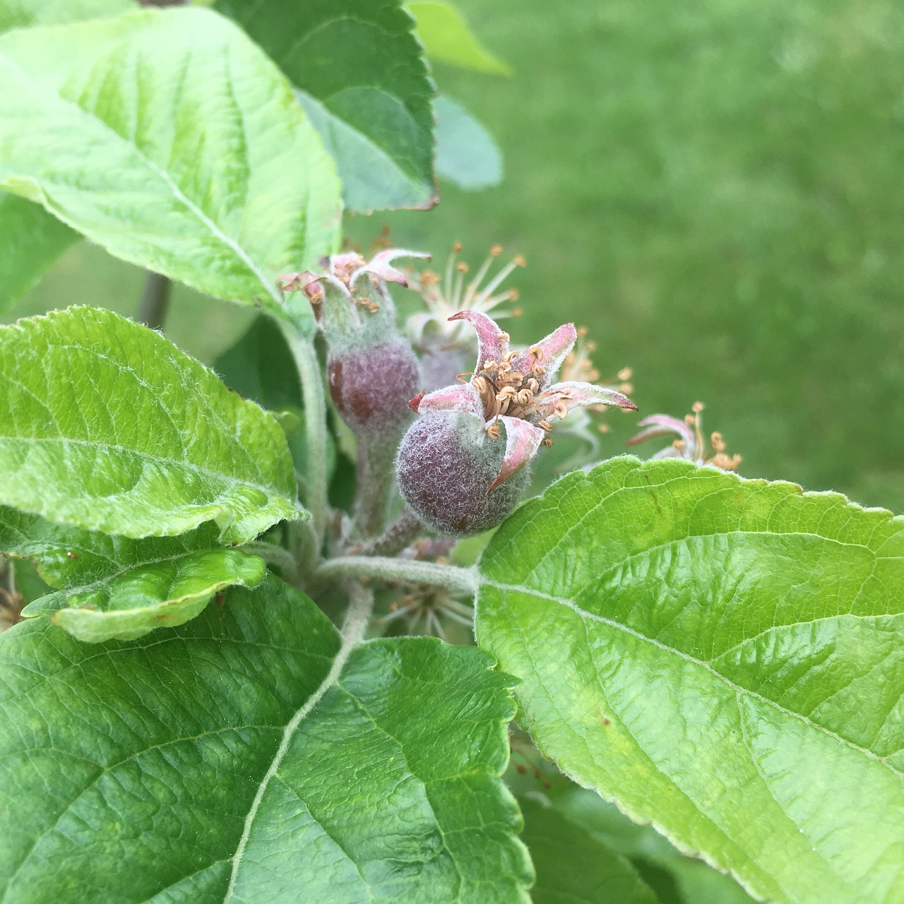 apple apple tree orchard free photo