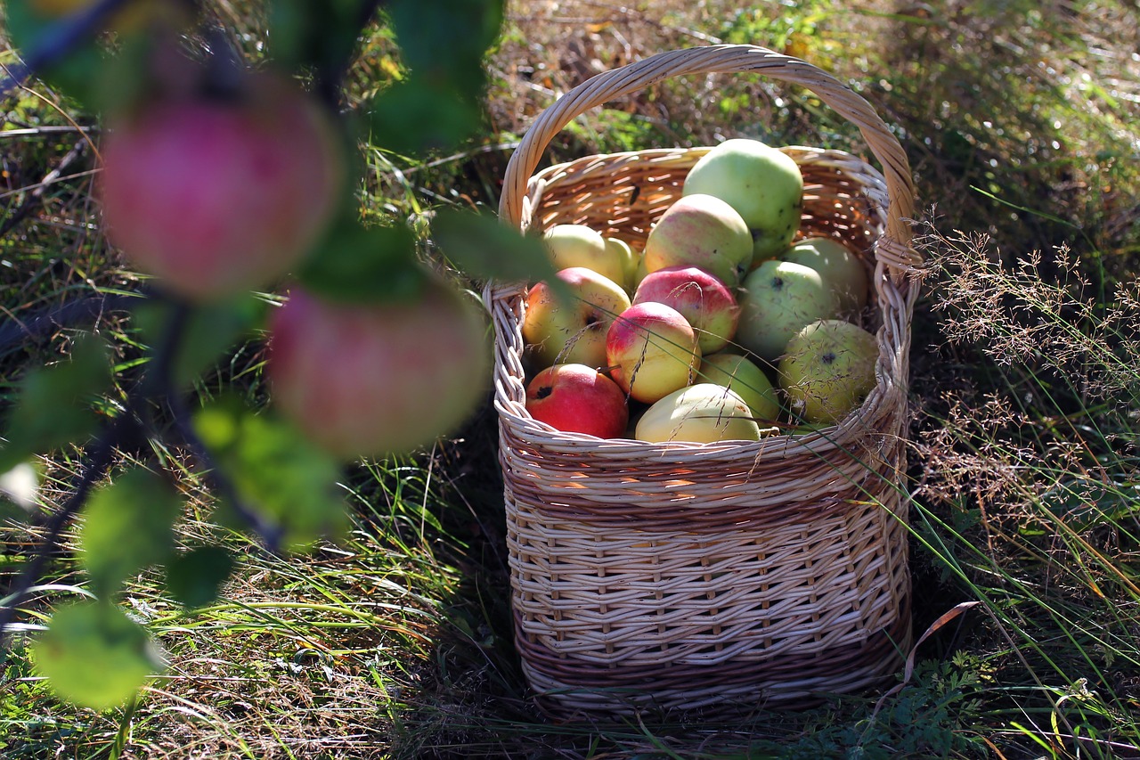 apple basket autumn free photo
