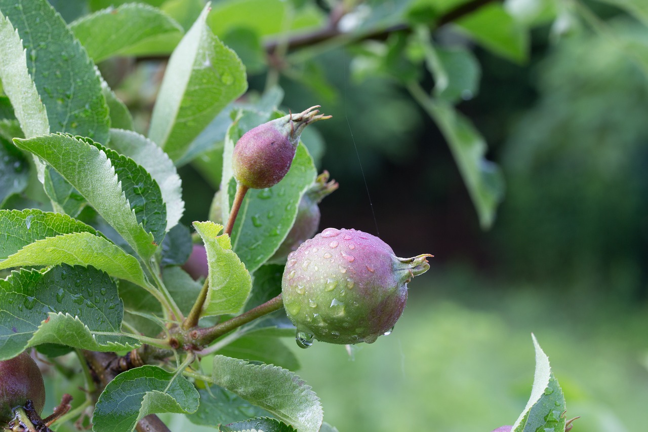 apple immature room free photo