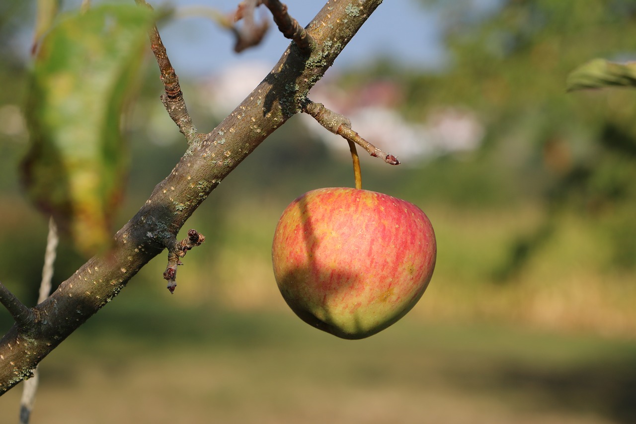 apple branch fruit free photo