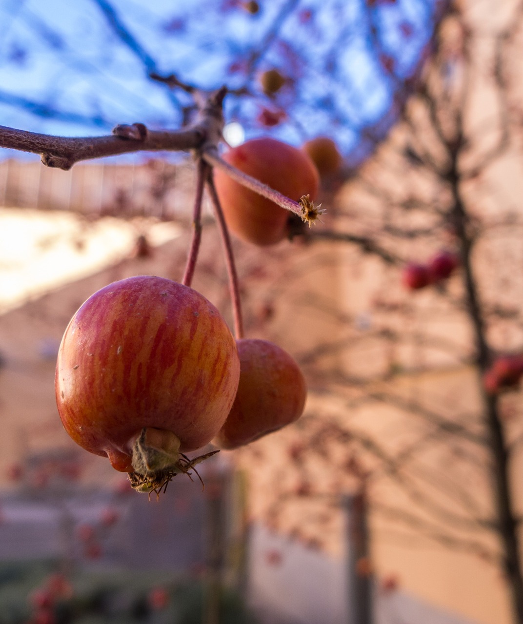 apple garden fruit free photo