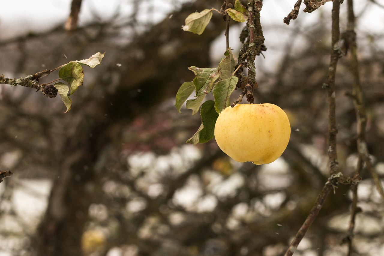 apple tree fruit free photo