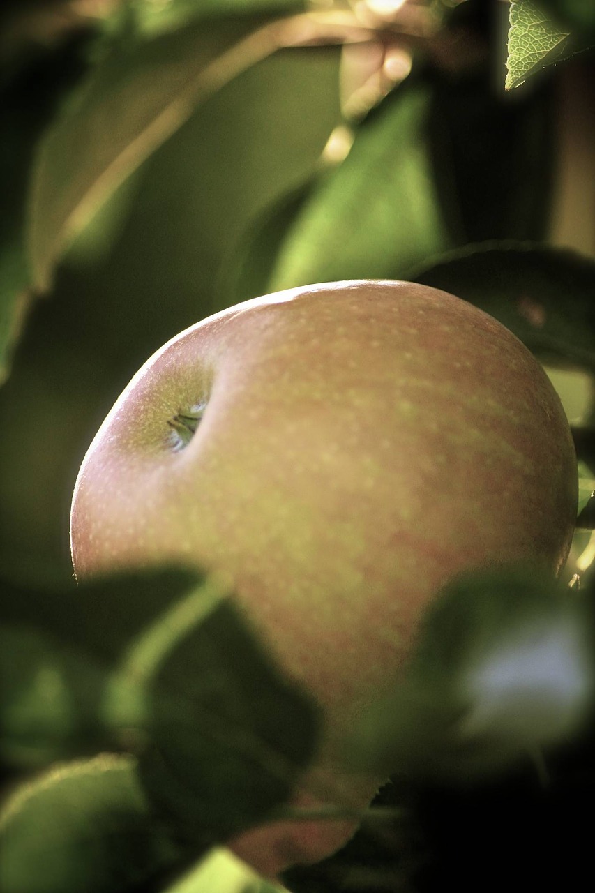 apple close macro free photo