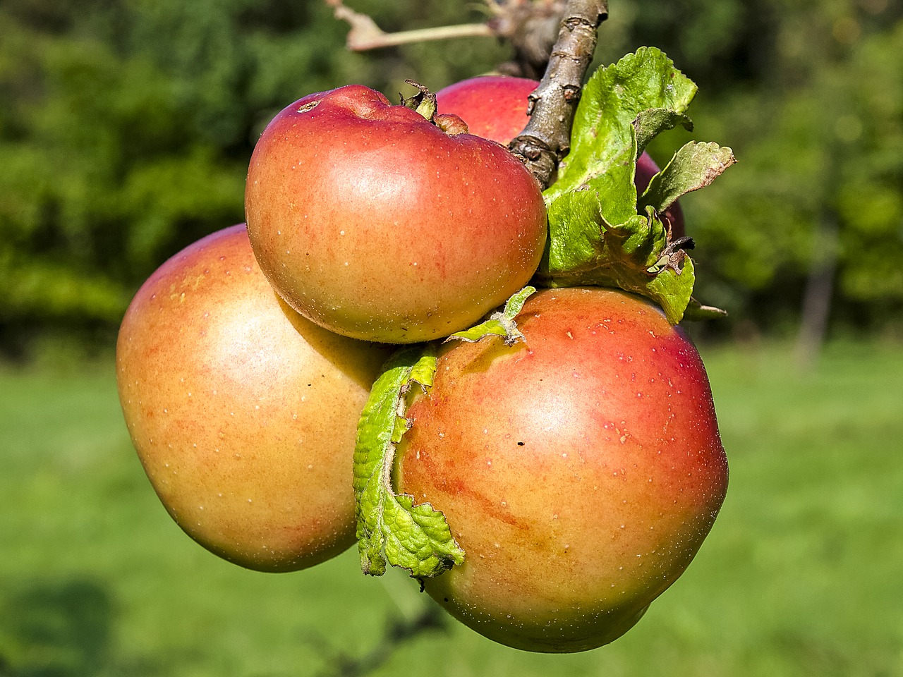 apple fruit apple tree free photo