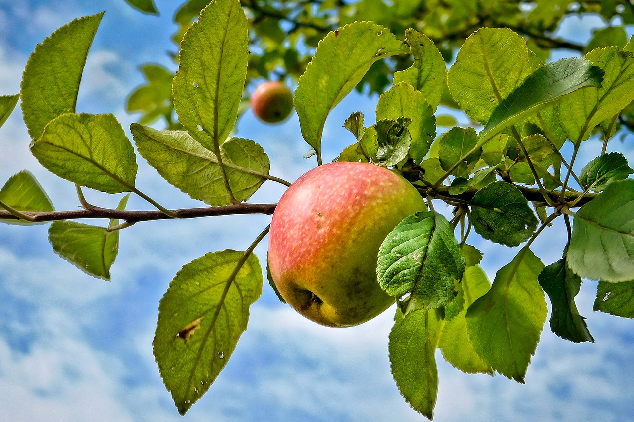 apple sky fruit free photo