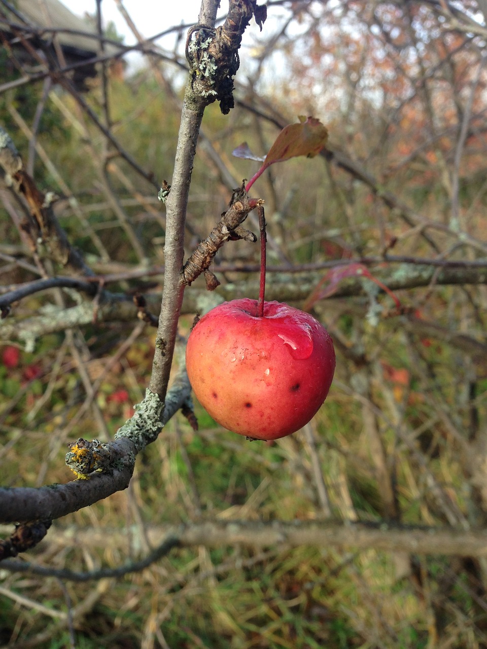 apple branch fruit free photo