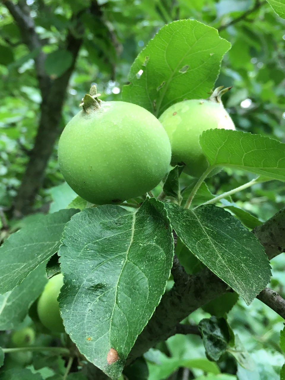 apple spring green free photo