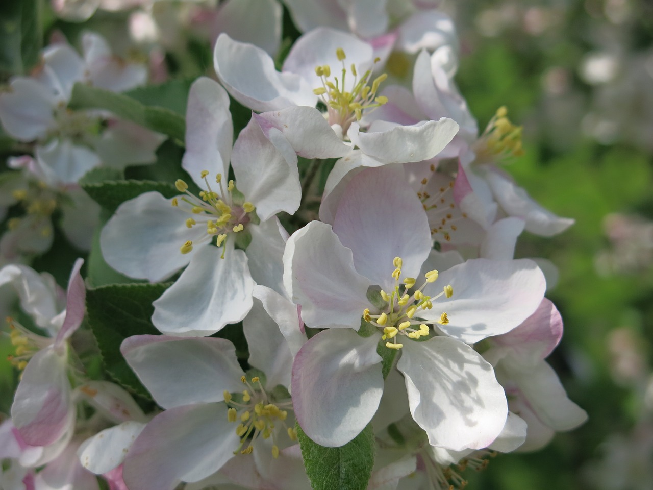 apple blossoms spring free photo