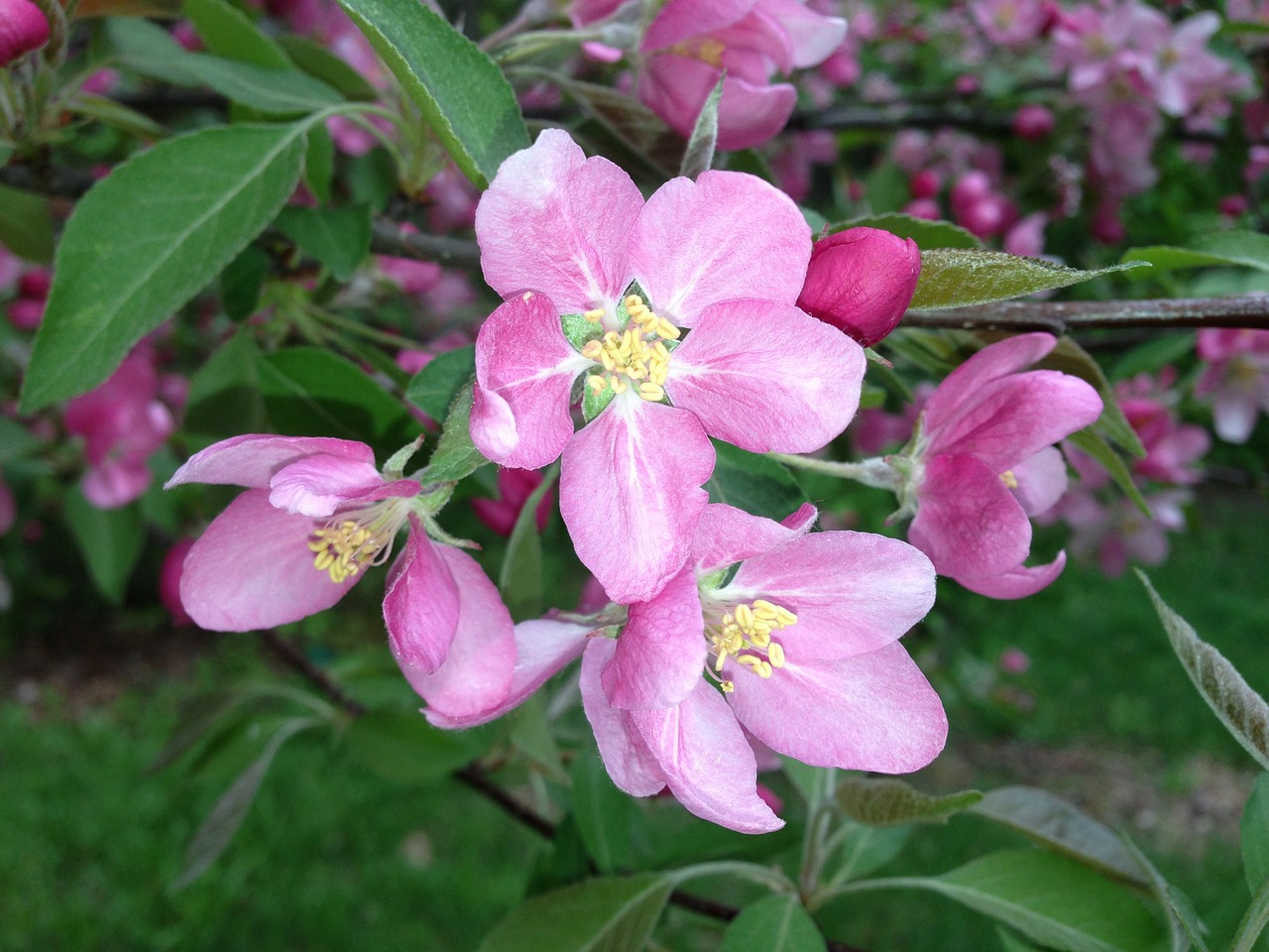 apple blossoms apple blossom free photo