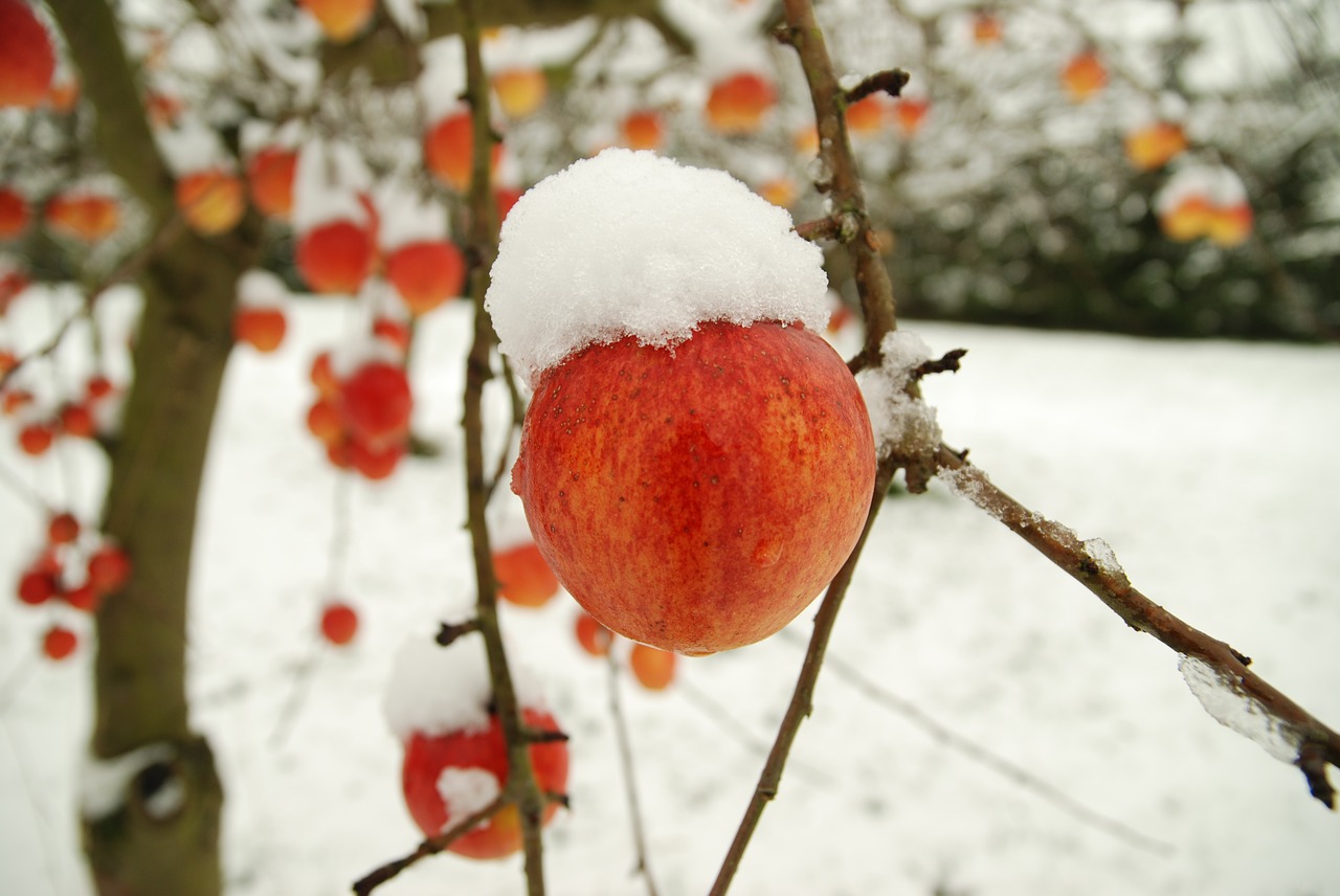 apple winter snow free photo