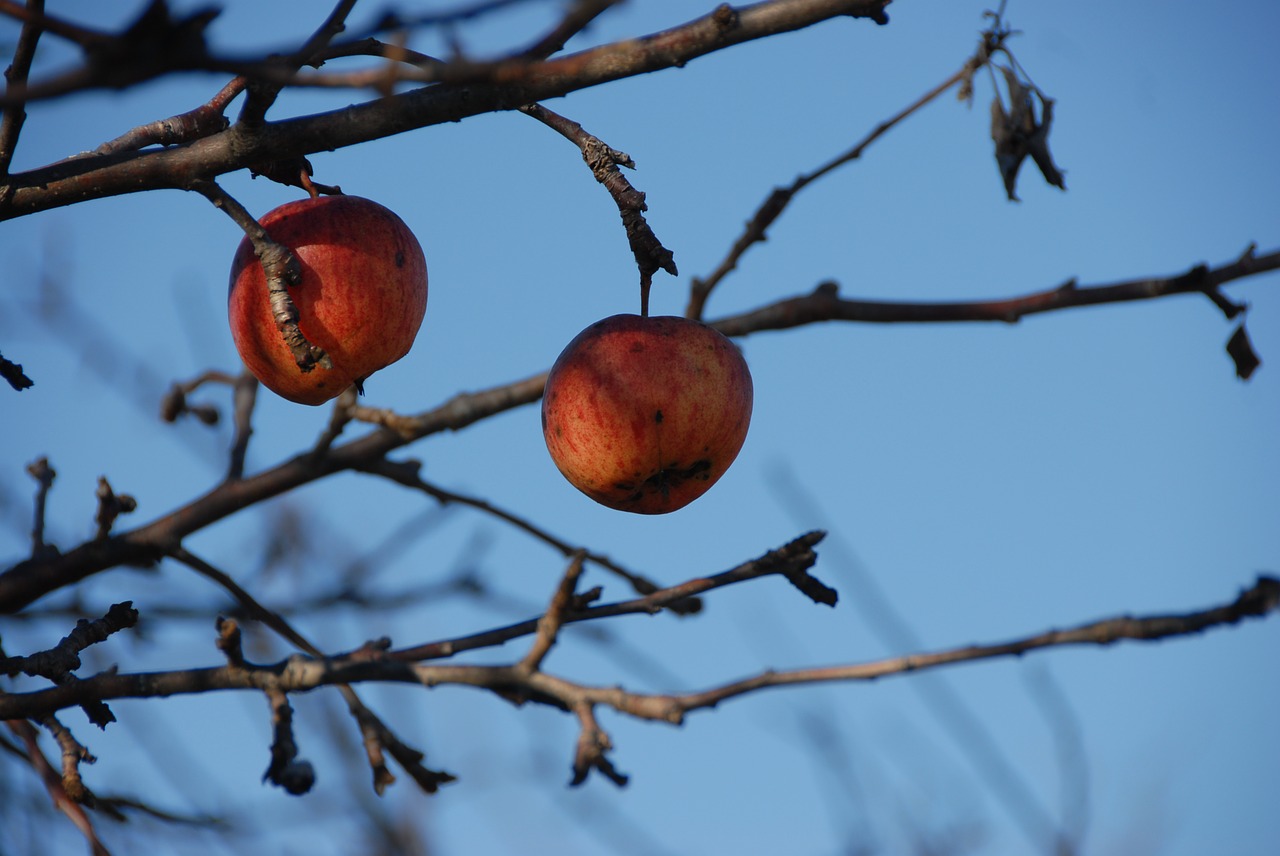 apple tree nature free photo