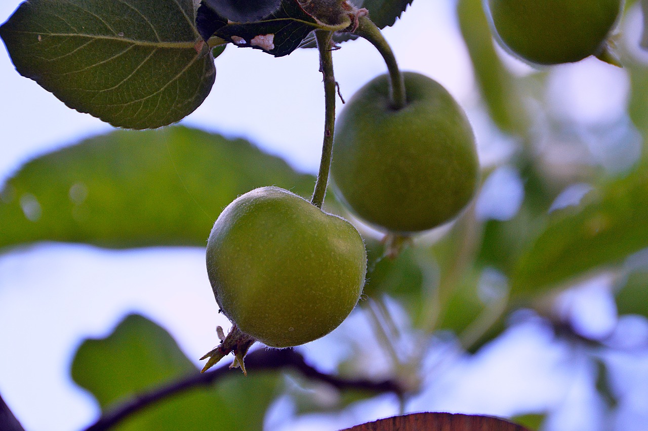 apple summer apple green free photo