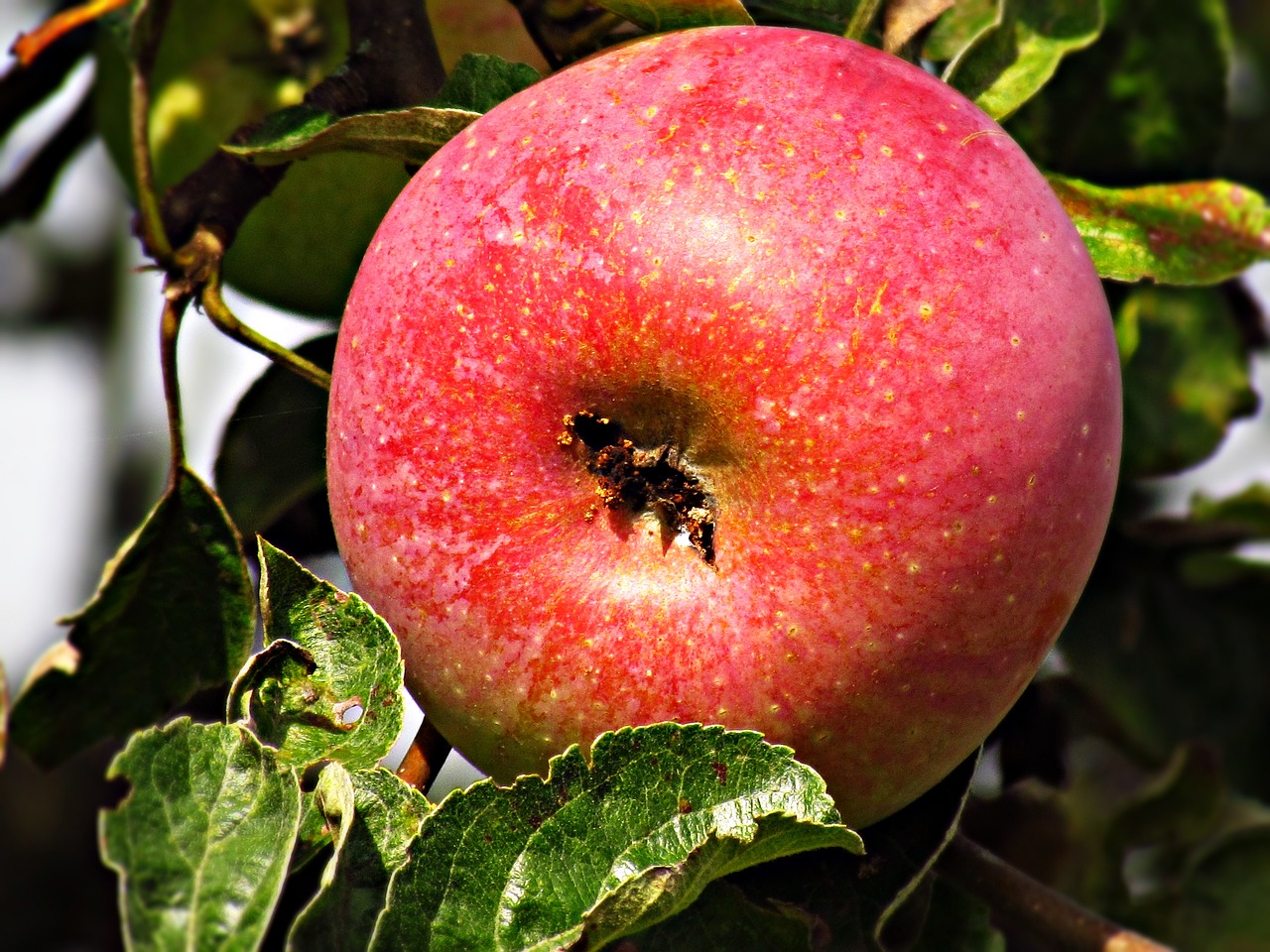 apple fruit apples free photo