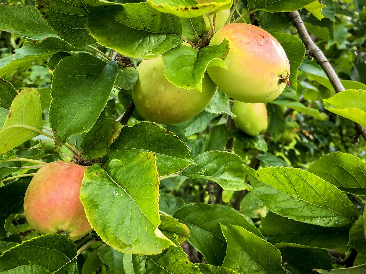 apple fruit orchard free photo